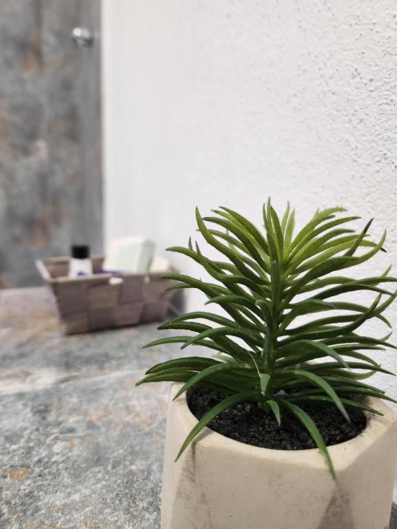 Armina's Dumbravita (Timis)